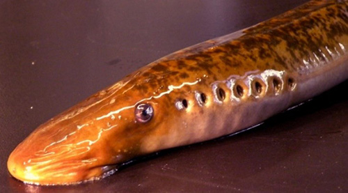 Close-up side profile of a brown lamprey, showing an eye and seven gill slits that appear as holes along its body.