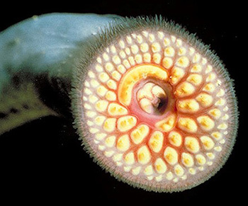 Close-up of a lamprey's funnel-like mouth, showing rows of yellow teeth encircling the mouth opening.
