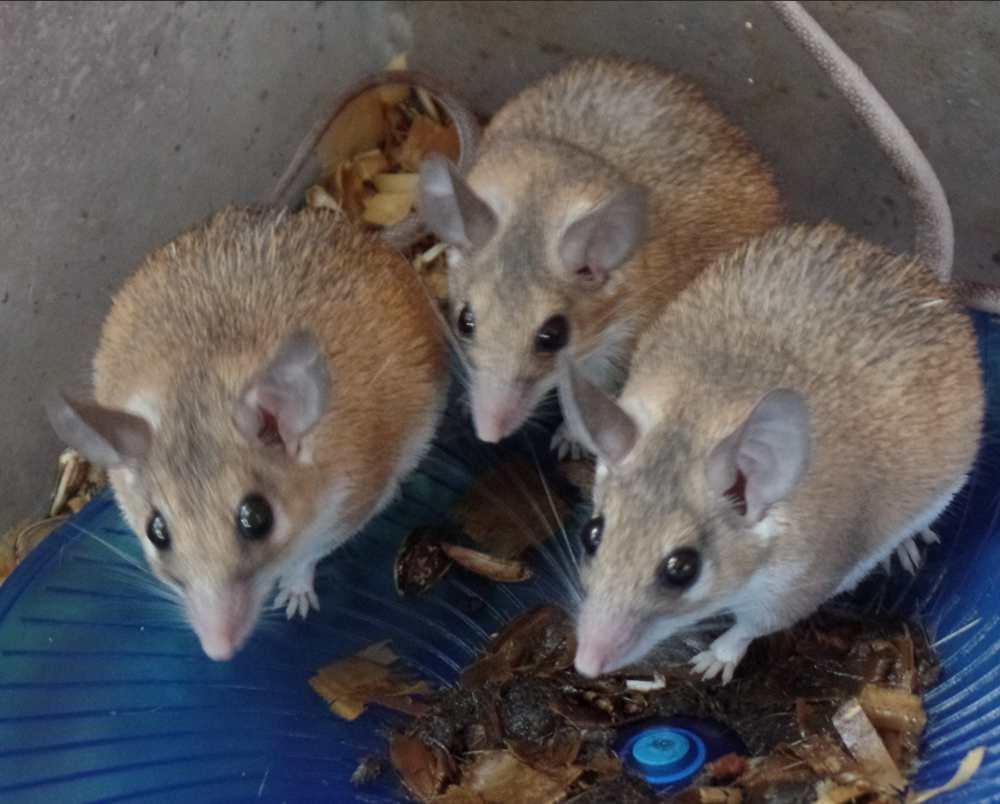 Three beige-colored mice with black eyes and long, hairless tails.