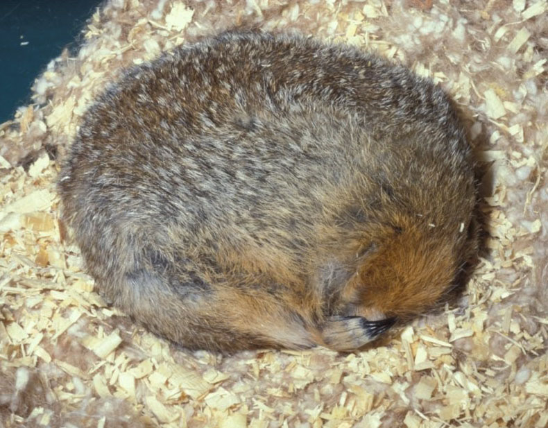 A brown-furred Arctic ground squirrel curled into a ball as it sleeps during hibernation.