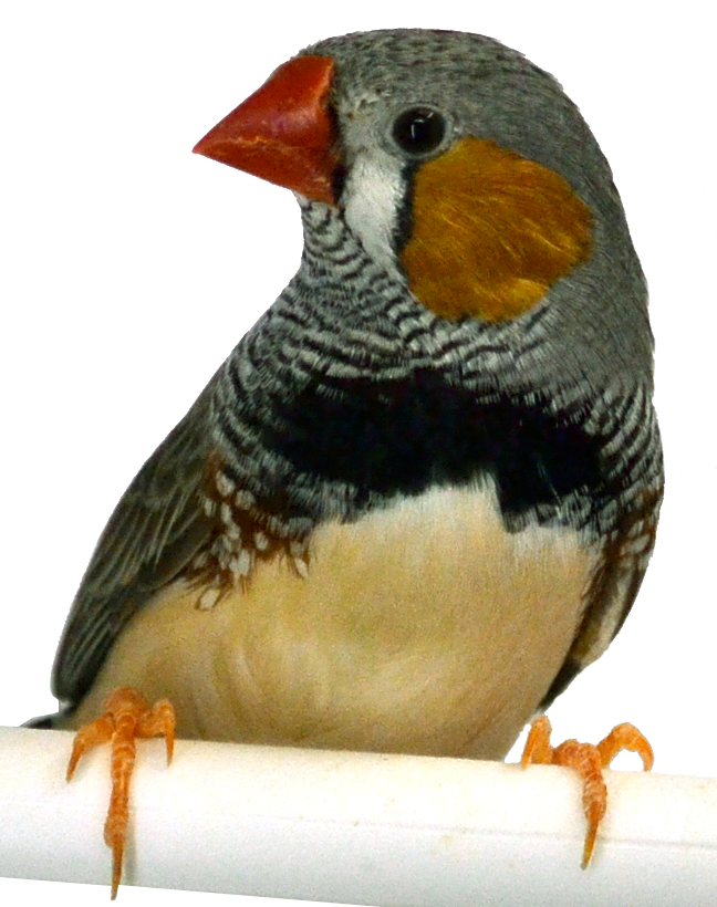 A perched Australian zebra finch with grey feathers, white-feathered breast, brown patch on its cheek, and a red beak.