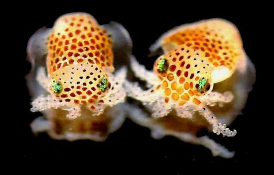 Two Hawaiian bobtail squid with yellow skin and brown spots, and black eyes catching a neon green reflection.