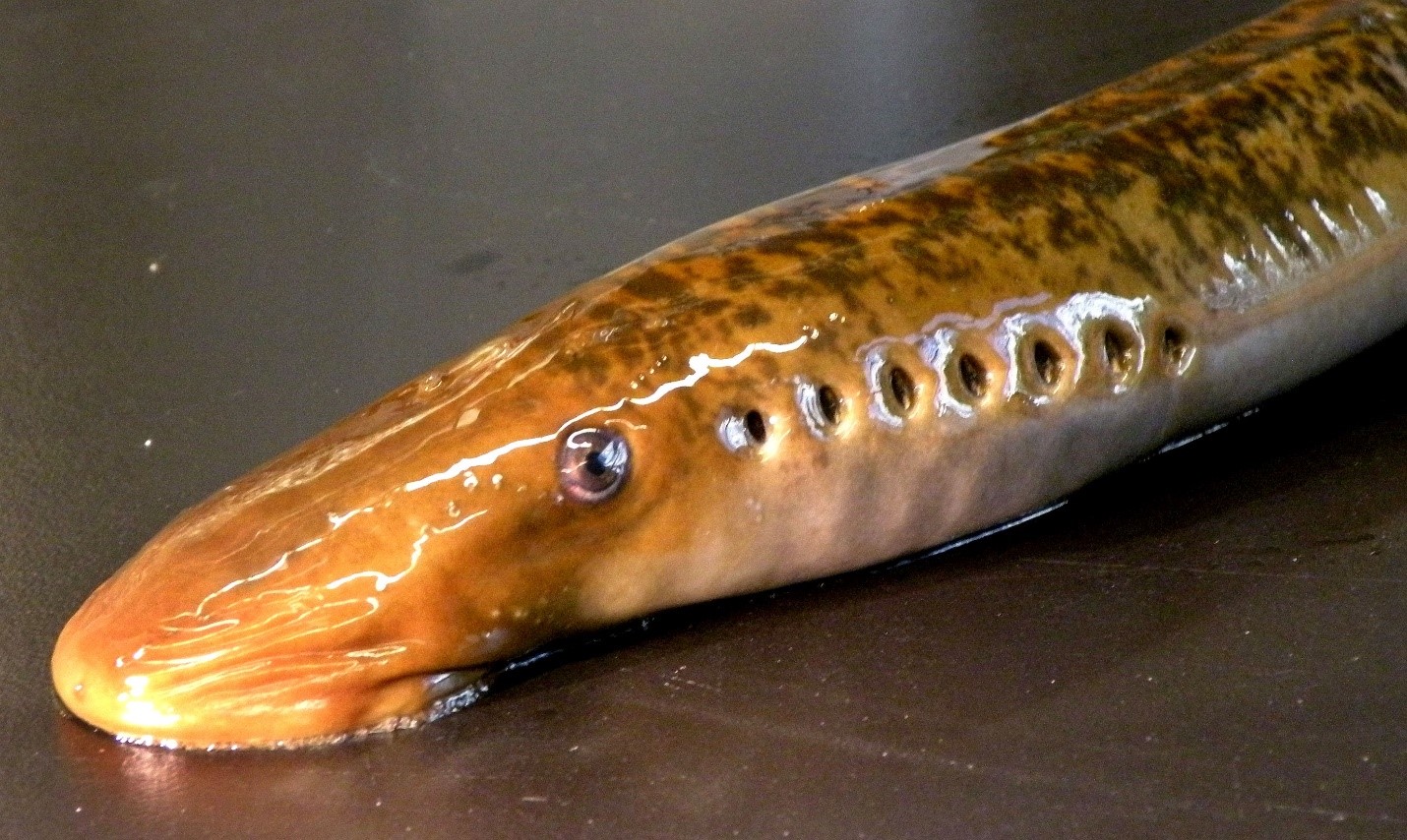 A slimy, brown lamprey with seven gill slits that appear as holes along the side of its body and its suction-like mouth aimed downward against the ground.
