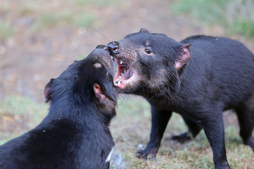 Two black-furred Tasmanian devils lunging at each other in a fight with open mouths and bared teeth.