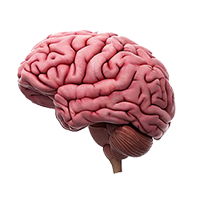 Illustration of the outer brain.