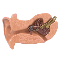 Illustration of inner ear anatomy.