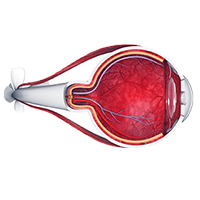 Illustration of eye anatomy.