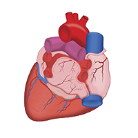 Illustration of the heart.