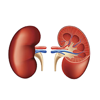 Illustration of kidneys.