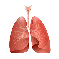 Illustration of outer lungs.