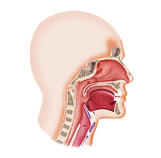 Illustration of nasal passage anatomy.