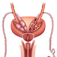 Illustration of a male prostate.