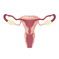 Illustration of a female uterus and fallopian tubes.