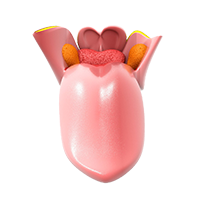 Illustration of tongue anatomy.