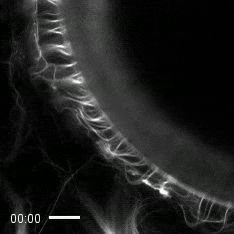 Black-and-white video of cilia lining a cell wall and waving back and forth.