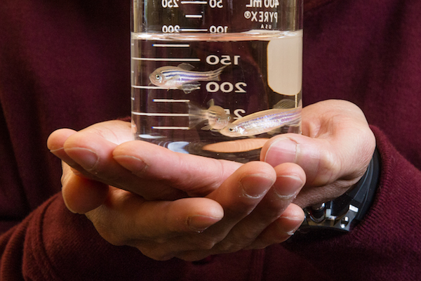 Close-up of Yin's hands holding a science flask with three striped zebrafish swimming within.