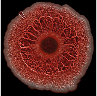 A biofilm appearing as an irregularly shaped red circle with a smaller, dark-colored center.