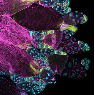 A stained fruit fly ovary in magenta, with edges featuring blue spots and scattered circles of yellow.
