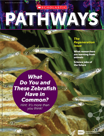 Cover of Pathways student magazine showing many zebrafish swimming underwater around grasslike plants, with the featured question: What do you and these zebrafish have in common?