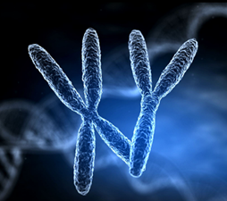 Letters X and Y together to represent the XY chromosome against a background of double helixes.