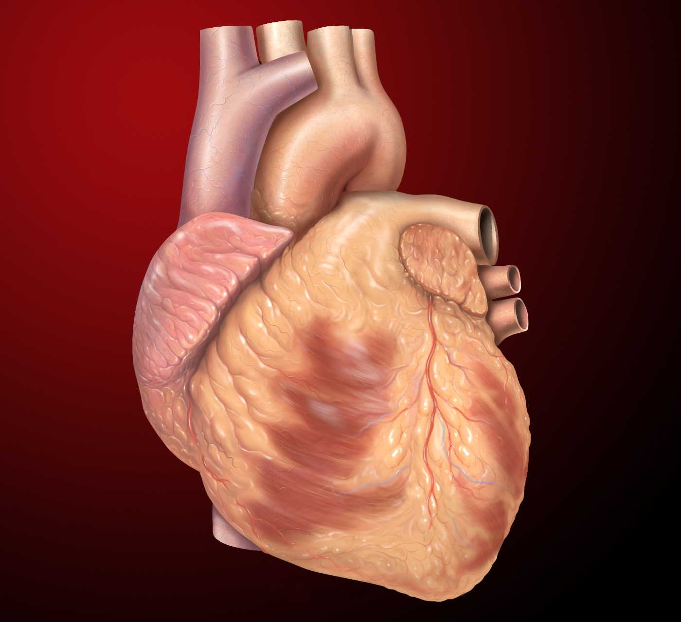 An illustration of a human heart.