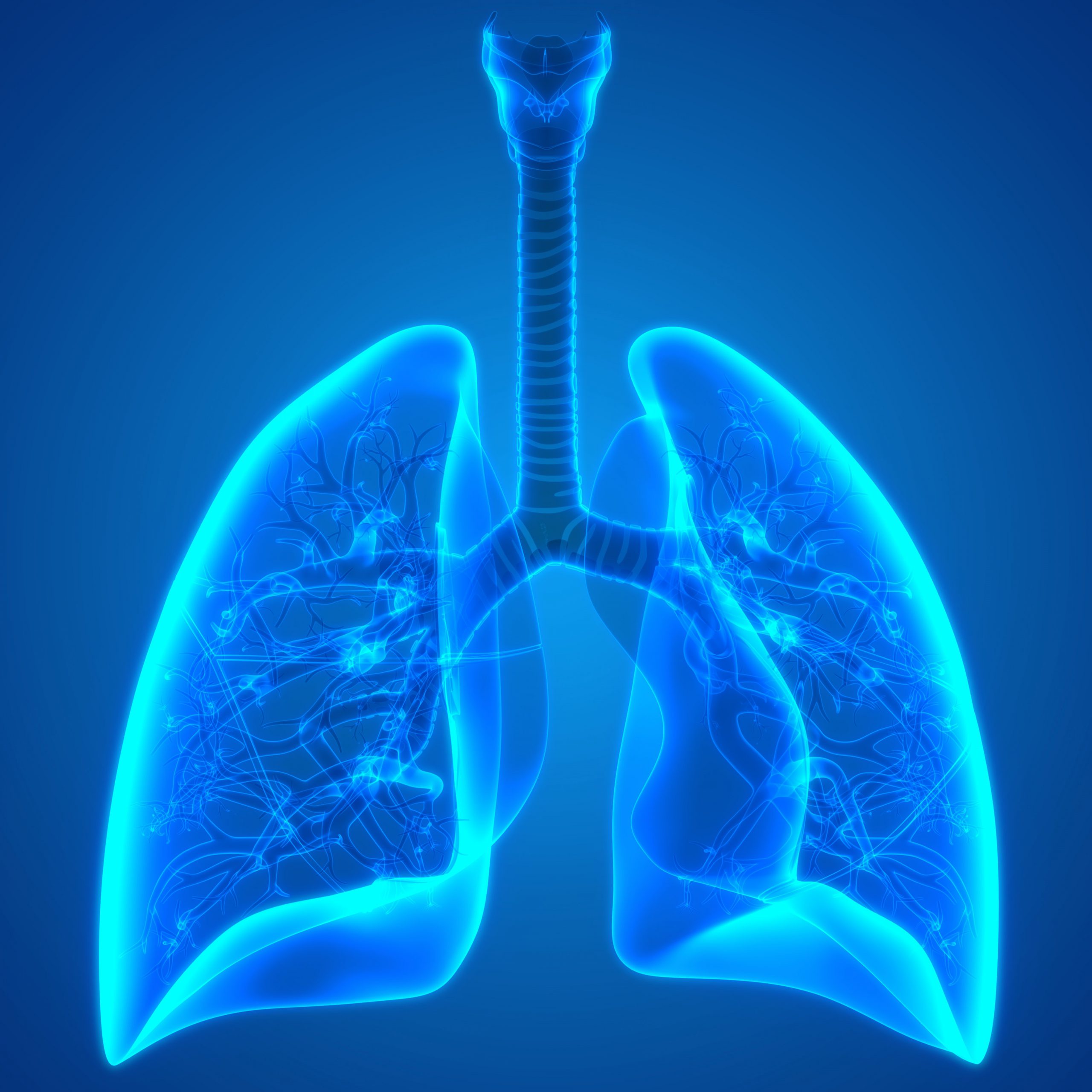 A computer-generated illustration of two human lungs in bright blue.