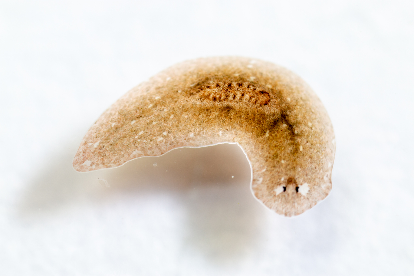 A tan and brown planarian worm on a white background.