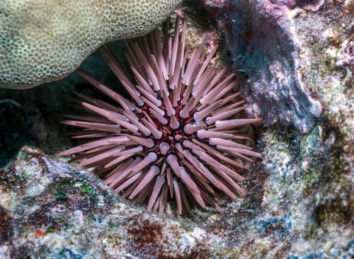 A purple and pink sea urchin on a rock under water.