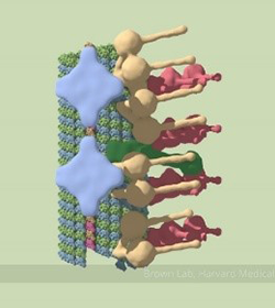 A multicolored tube made up of small dots with three sets of appendages attached along its length.