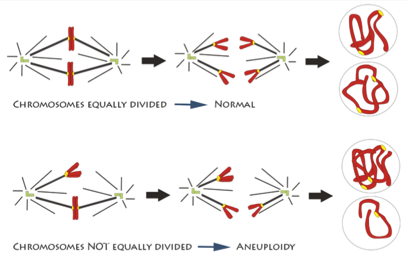 Illustration of two sets of chromosomes being pulled apart. One pair separates evenly and is labeled normal, but the other doesn’t and is labeled aneuploidy.