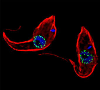 Two red, tadpole-shaped parasites with internal structures colored blue and green on a black background.