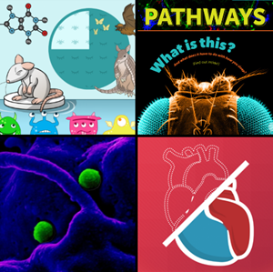 A collage showing a group of animated creatures, the cover of Pathways student magazine, a microscopy image of a viral infection, and an illustration of a human heart.
