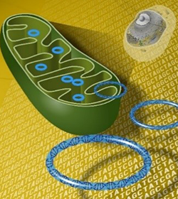 A green oblong shape containing blue circles and three of the circles magnified to show DNA helices inside.