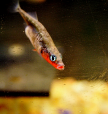 A small fish with a long, thin body and red coloring under its jaw.