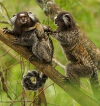 Two small gray adult monkeys, one of which has two baby monkeys on its back, on a tree branch.