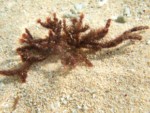 A red seaweed plant on a beach.