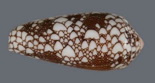 An oblong shell with white-and-brown markings.