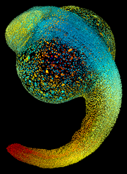 A comma-shaped embryo with a blue-green head and yellow-red tail.