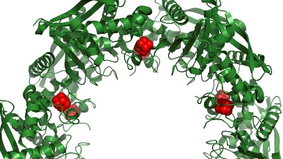 An arch of green spirals with three small red clusters.