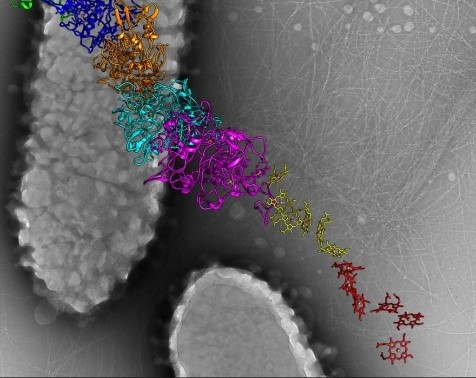 A long, narrow structure made up of multicolored ribbons representing protein molecules.