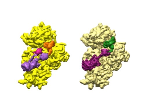 One cluster that is yellow, purple, and orange and another that is beige, purple, and green.