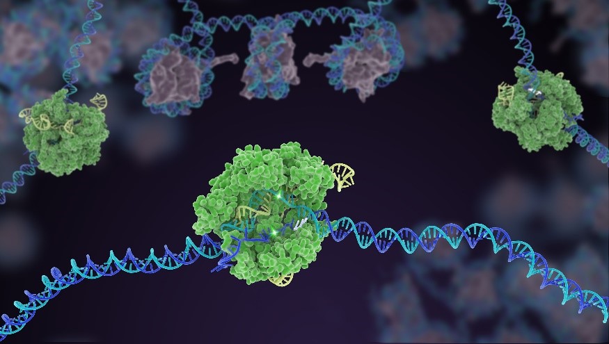 Illustration of a round, green cluster severing a blue- and purple-coiled double strand.