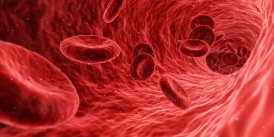 Disc-like red blood cells inside a blood vessel.