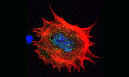 A cell moving in time, seen as a large red circle with spiked edges and a blue-and-green-flecked center.