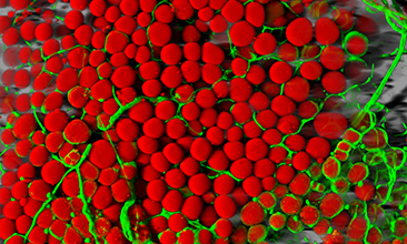 A group of fat cells (red spheres) with blood vessels (green strands) between them.