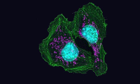 Two cells—each with blue, purple, and green structures—connected to each other.