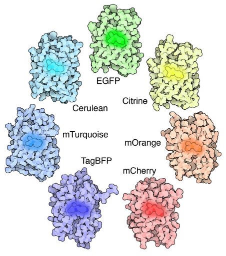 Seven bloblike structures arranged in a circle, each a different color: green, yellow, orange, red, blue, turquoise, and cerulean. Each also contains a glowing spot.