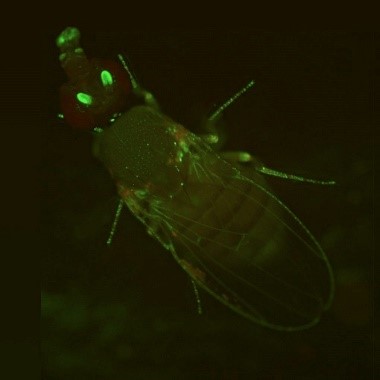 A fly glowing green.