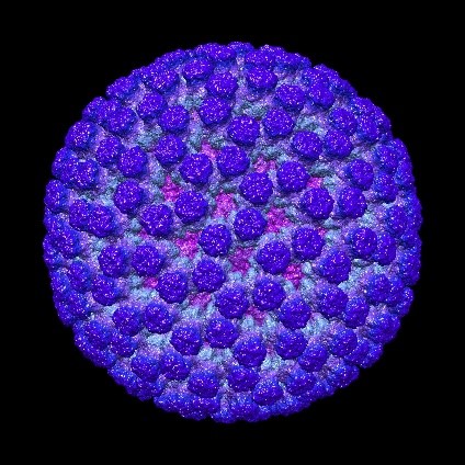 A model of a rotavirus, which looks like a sphere made up of small circles.