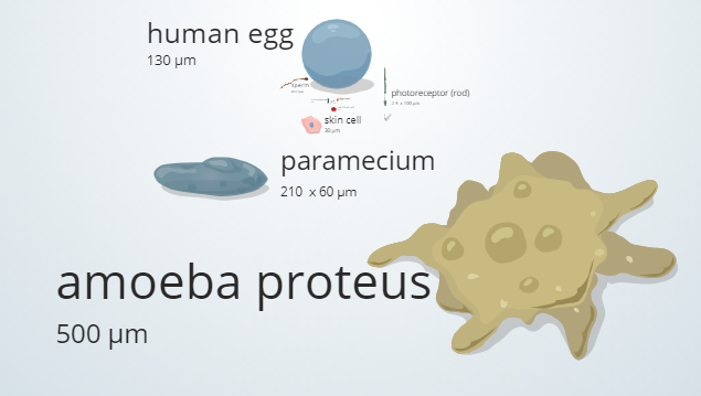 A blob with several projections labeled “amoeba proteus,” a smaller oblong shape labeled “paramecium,” a similarly sized sphere labeled “human egg,” and several tinier structures with labels too small to read.